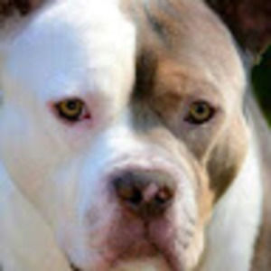 Meet your Posher, Roderick